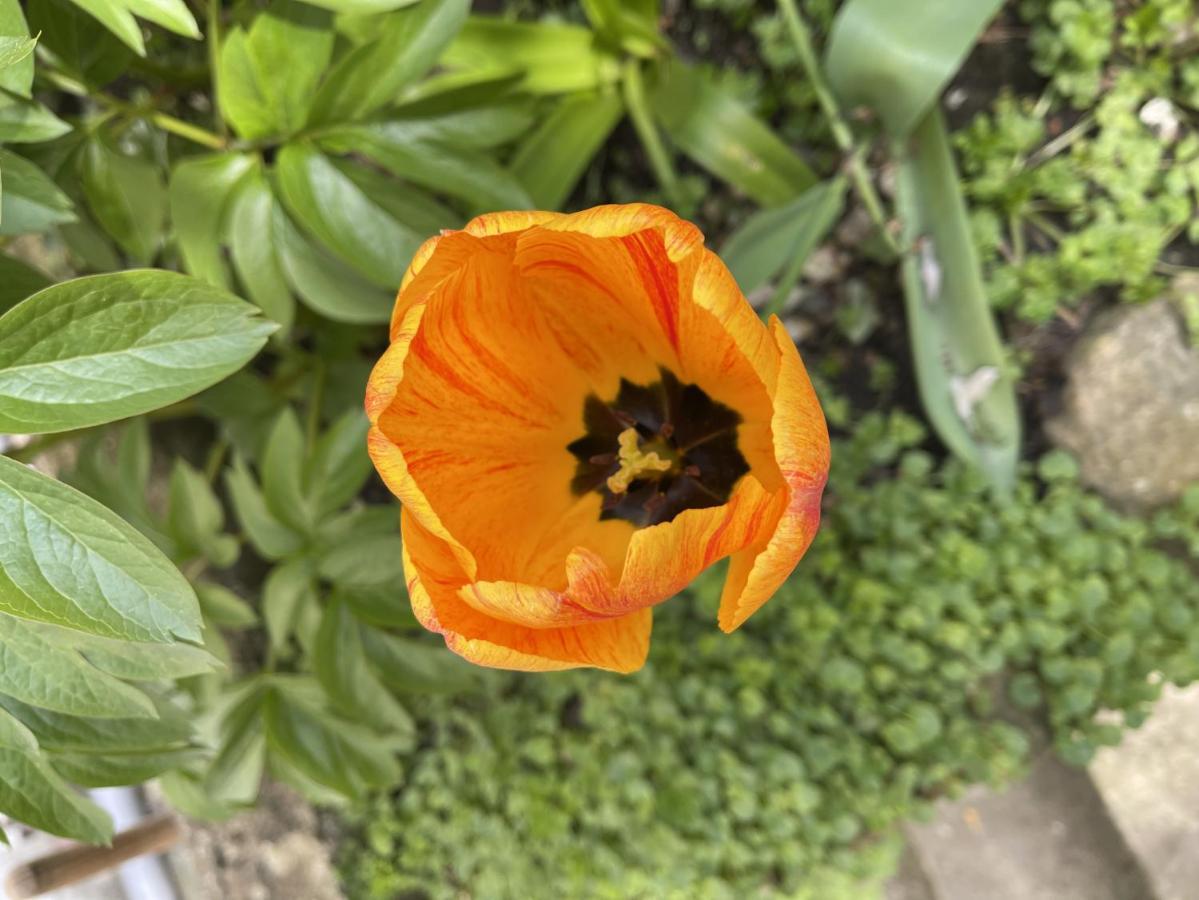 Au Jardin De La Basilique Apartment Boulogne-sur-Mer Bagian luar foto