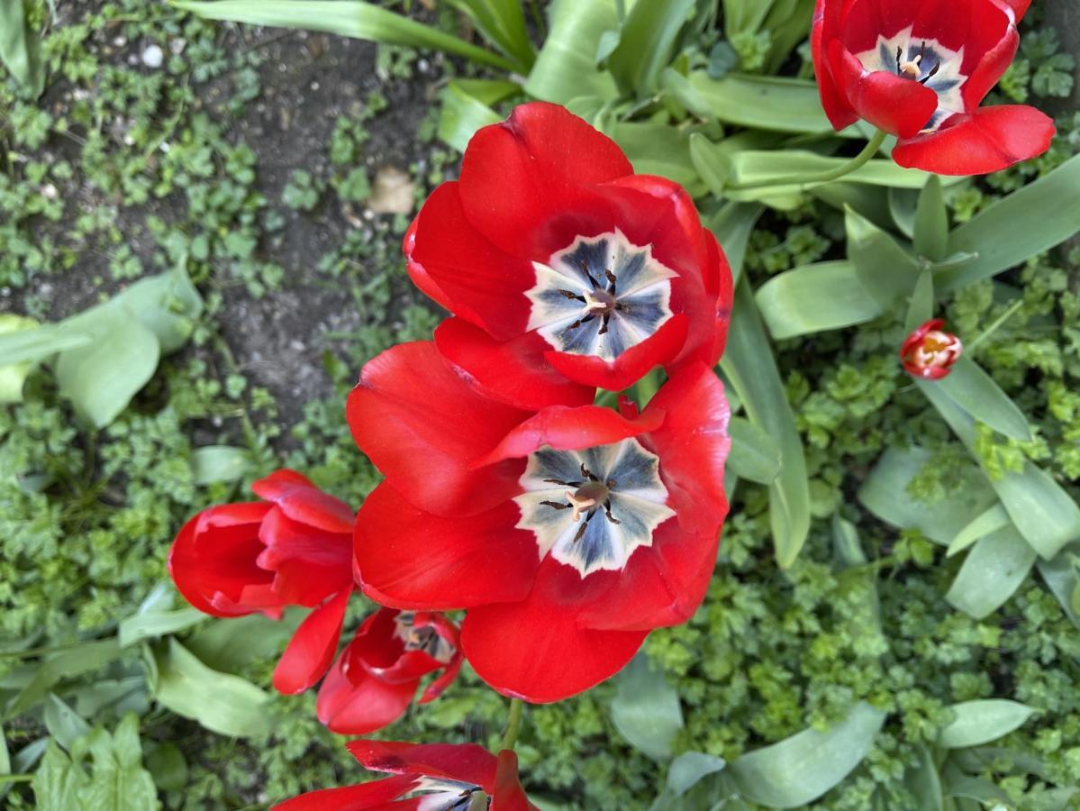 Au Jardin De La Basilique Apartment Boulogne-sur-Mer Bagian luar foto